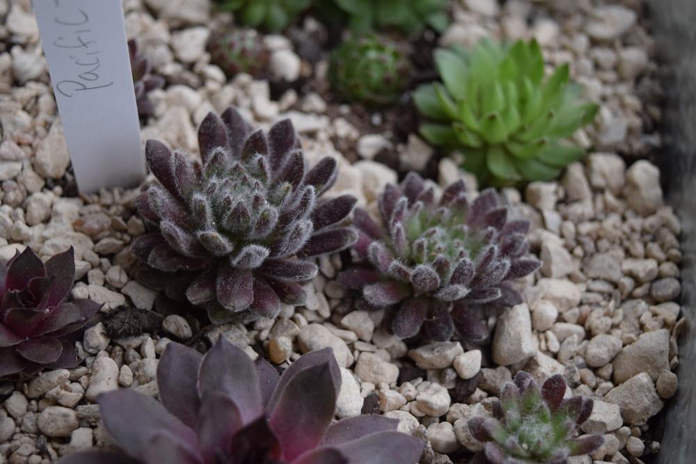 Photo of Hen and Chicks (Sempervivum 'Pacific Zoftic') uploaded by chadu82