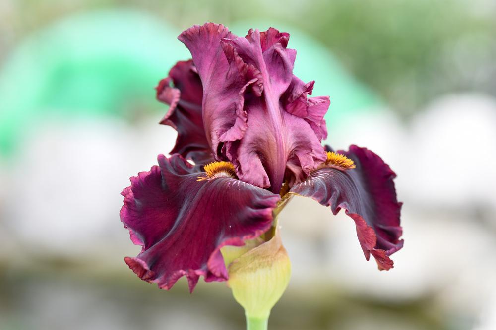 Photo of Tall Bearded Iris (Iris 'Call to Danger') uploaded by cliftoncat