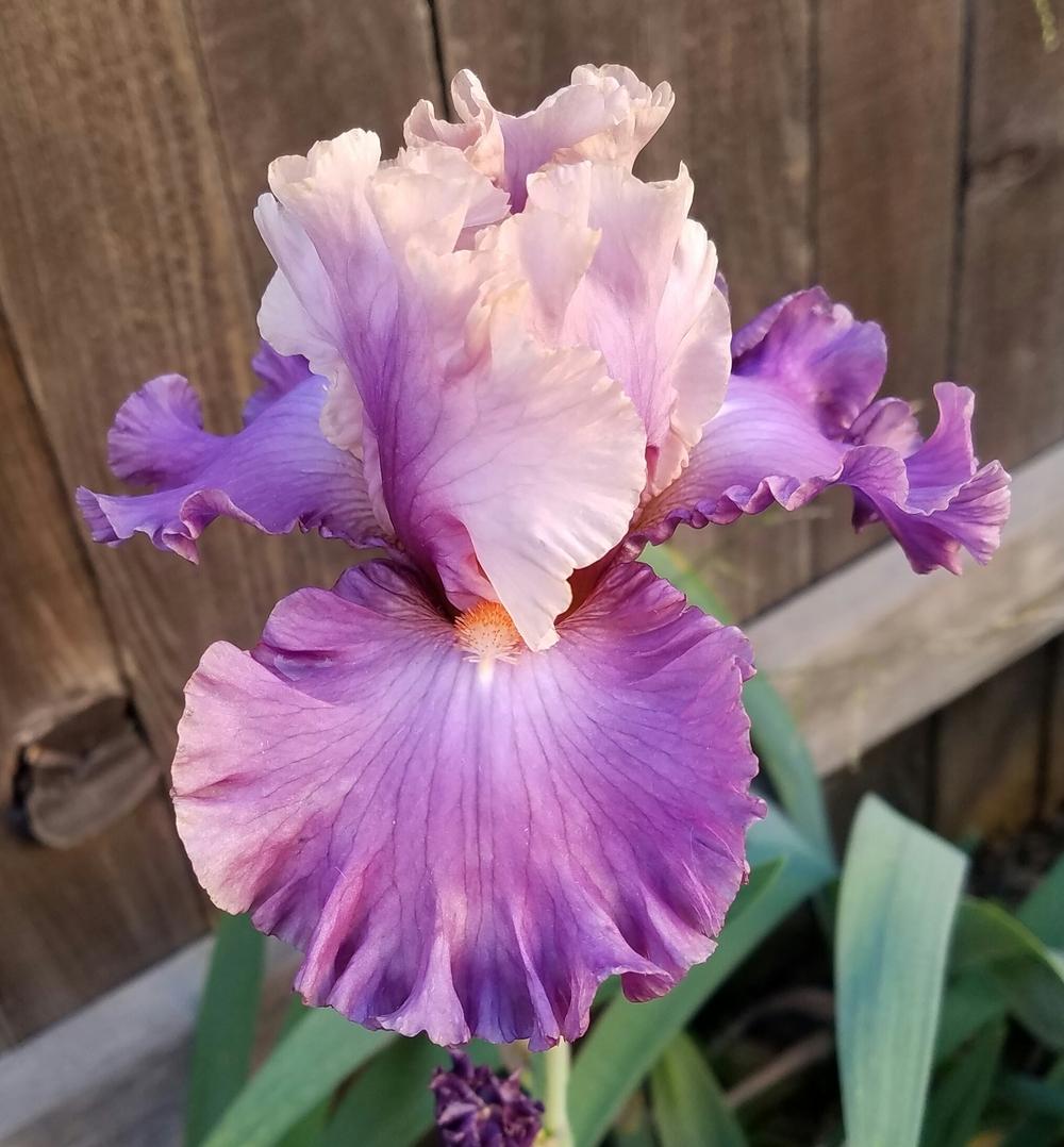 Photo of Tall Bearded Iris (Iris 'Photogenic') uploaded by mesospunky