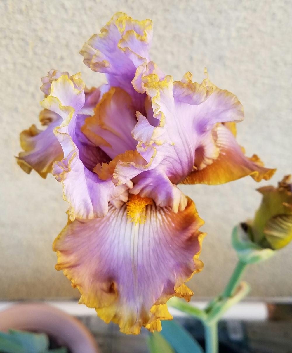 Photo of Tall Bearded Iris (Iris 'Gilt by Association') uploaded by mesospunky
