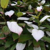 Foliage with white splashes in spring, slowly turning pink