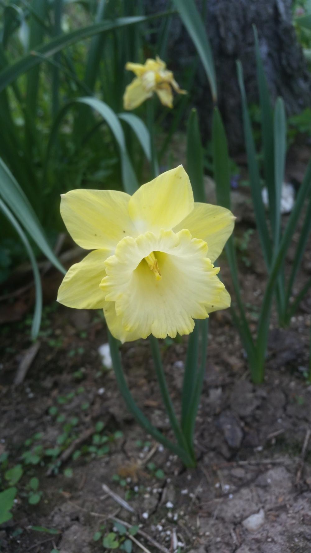 Photo of Trumpet Daffodil (Narcissus 'Lunar Sea') uploaded by gemini_sage