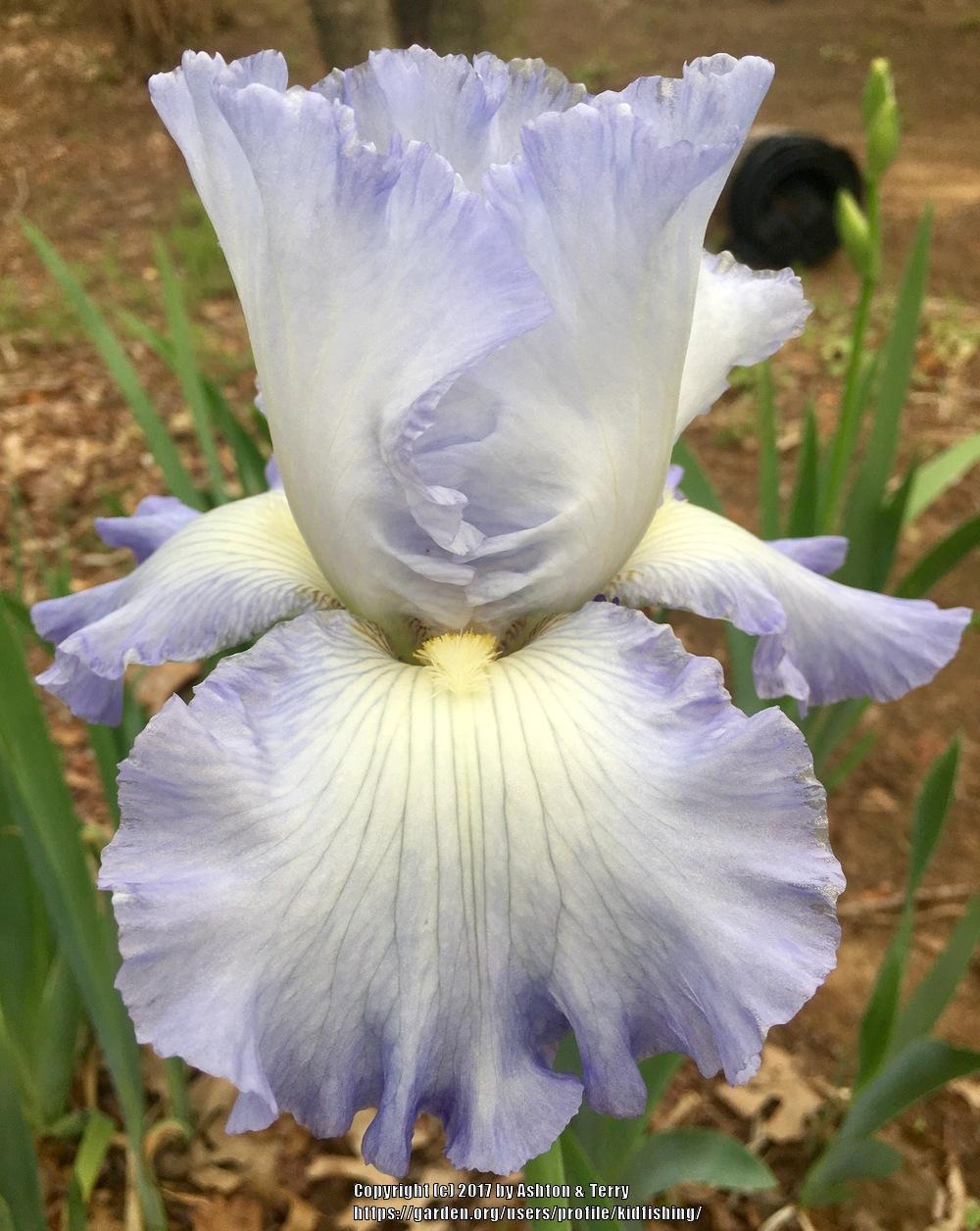 Photo of Tall Bearded Iris (Iris 'Stan Coates') uploaded by kidfishing