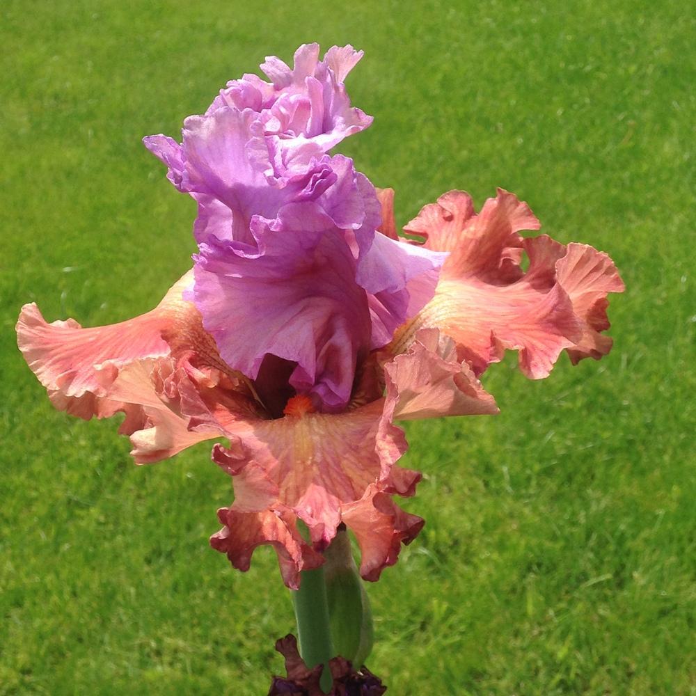 Photo of Tall Bearded Iris (Iris 'Adoree') uploaded by lilpod13
