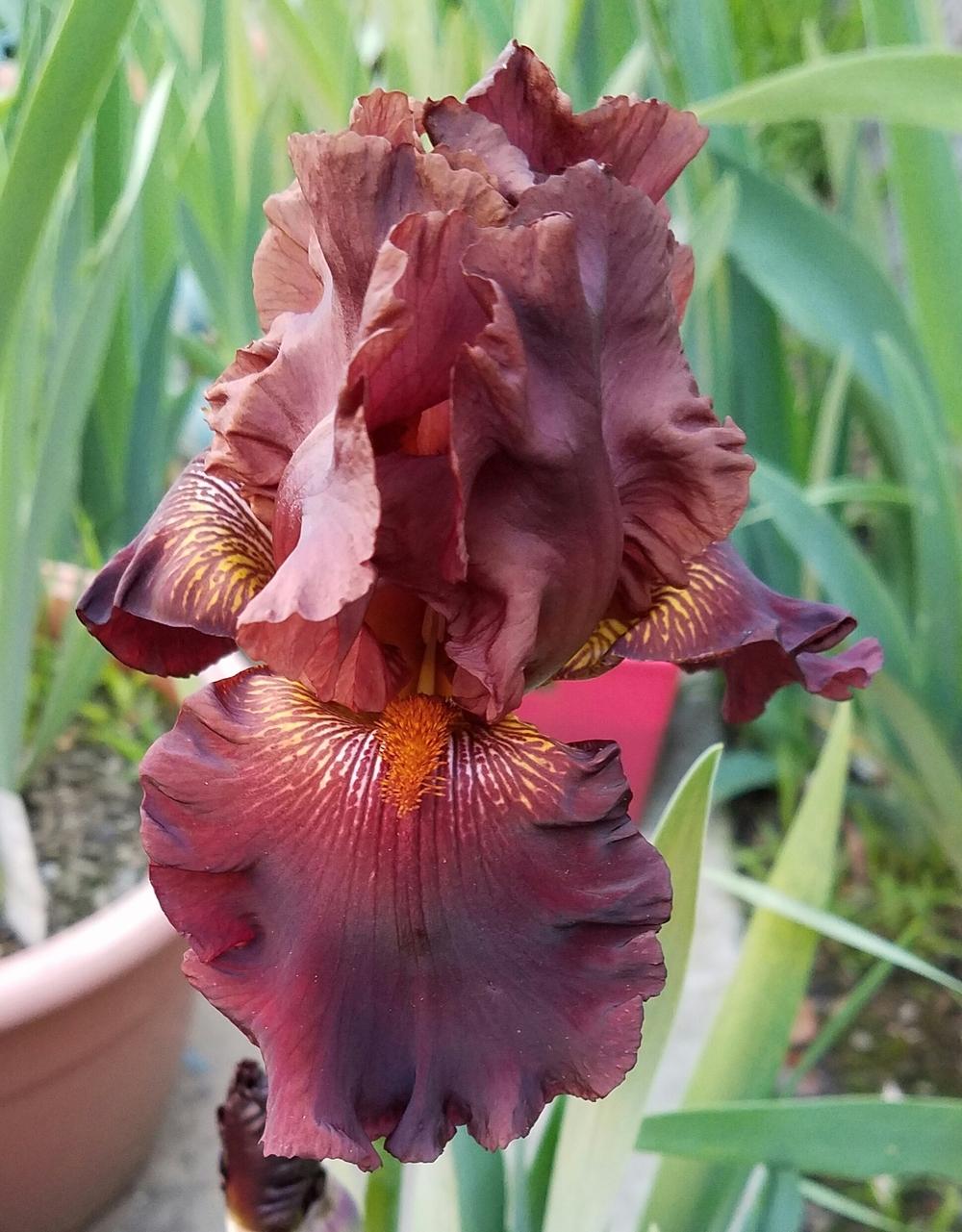 Photo of Tall Bearded Iris (Iris 'Chocolate Ecstasy') uploaded by mesospunky