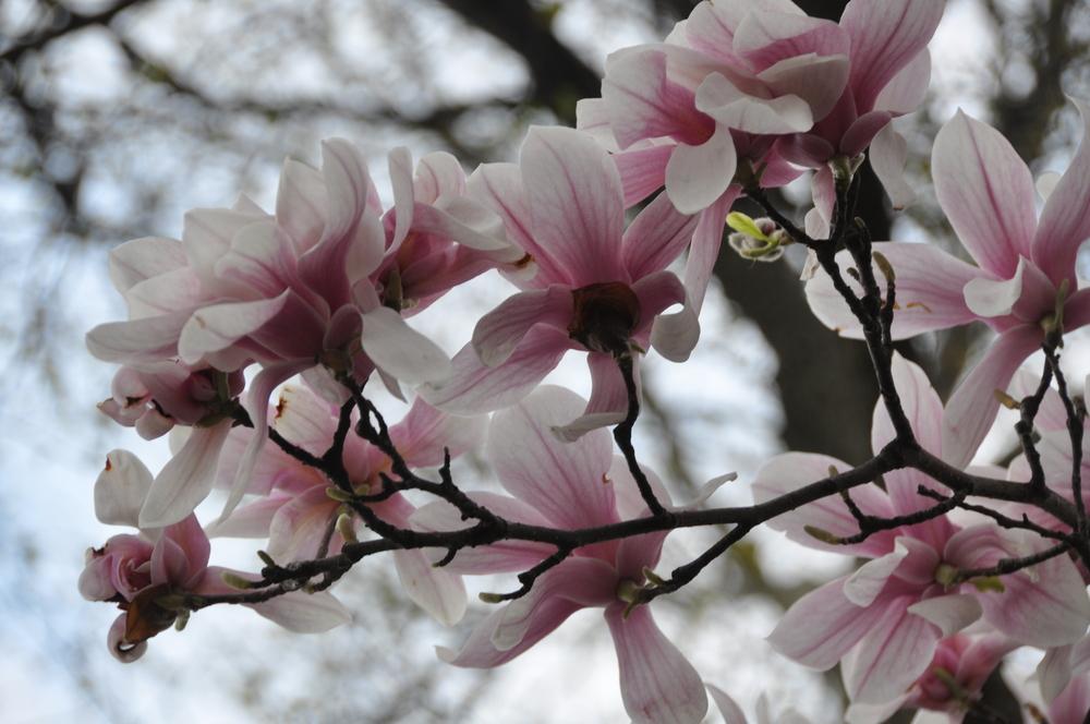 Photo of Saucer Magnolia (Magnolia x soulangeana) uploaded by Fleur569