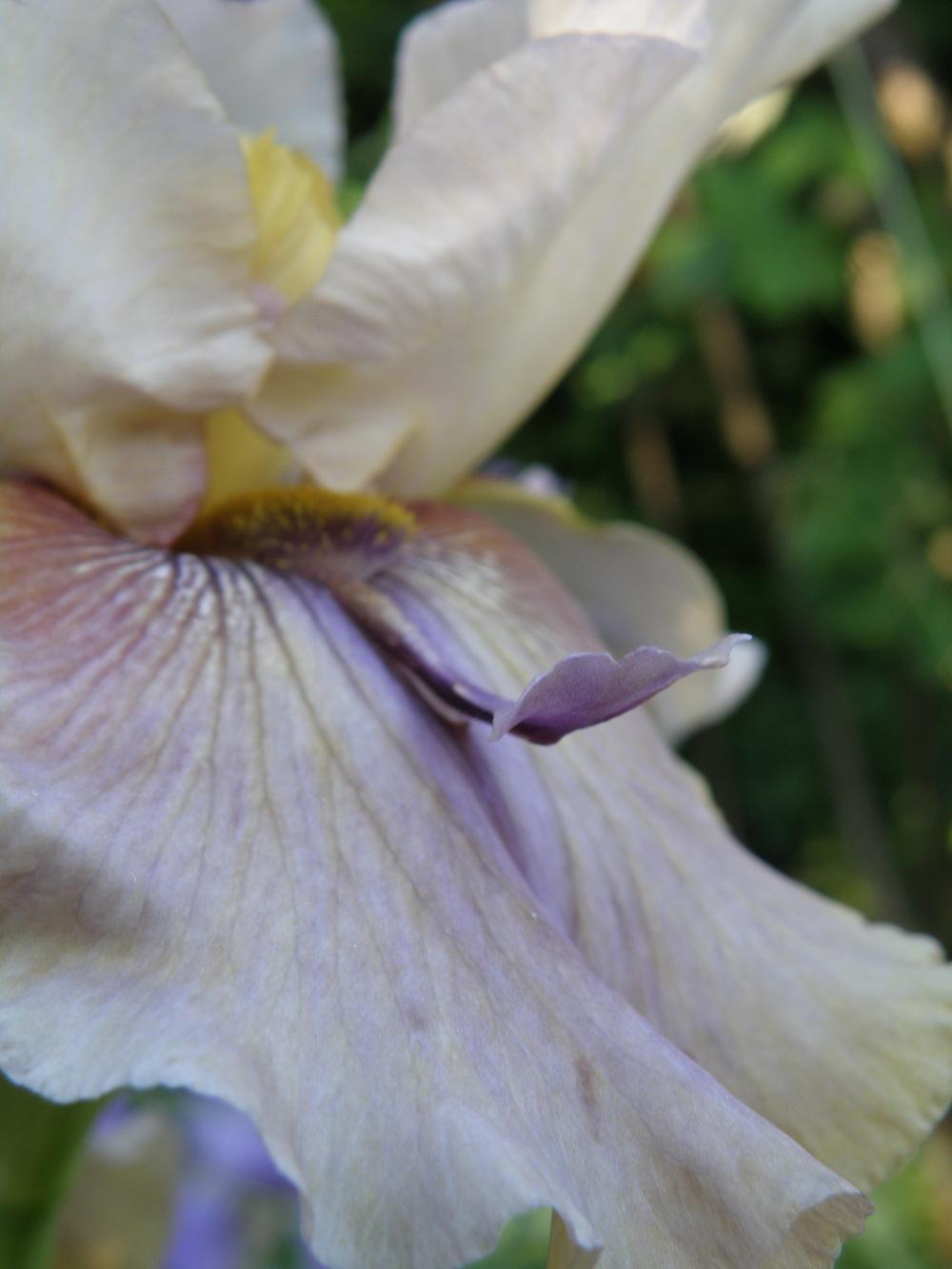 Photo of Tall Bearded Iris (Iris 'Thornbird') uploaded by IrisLilli