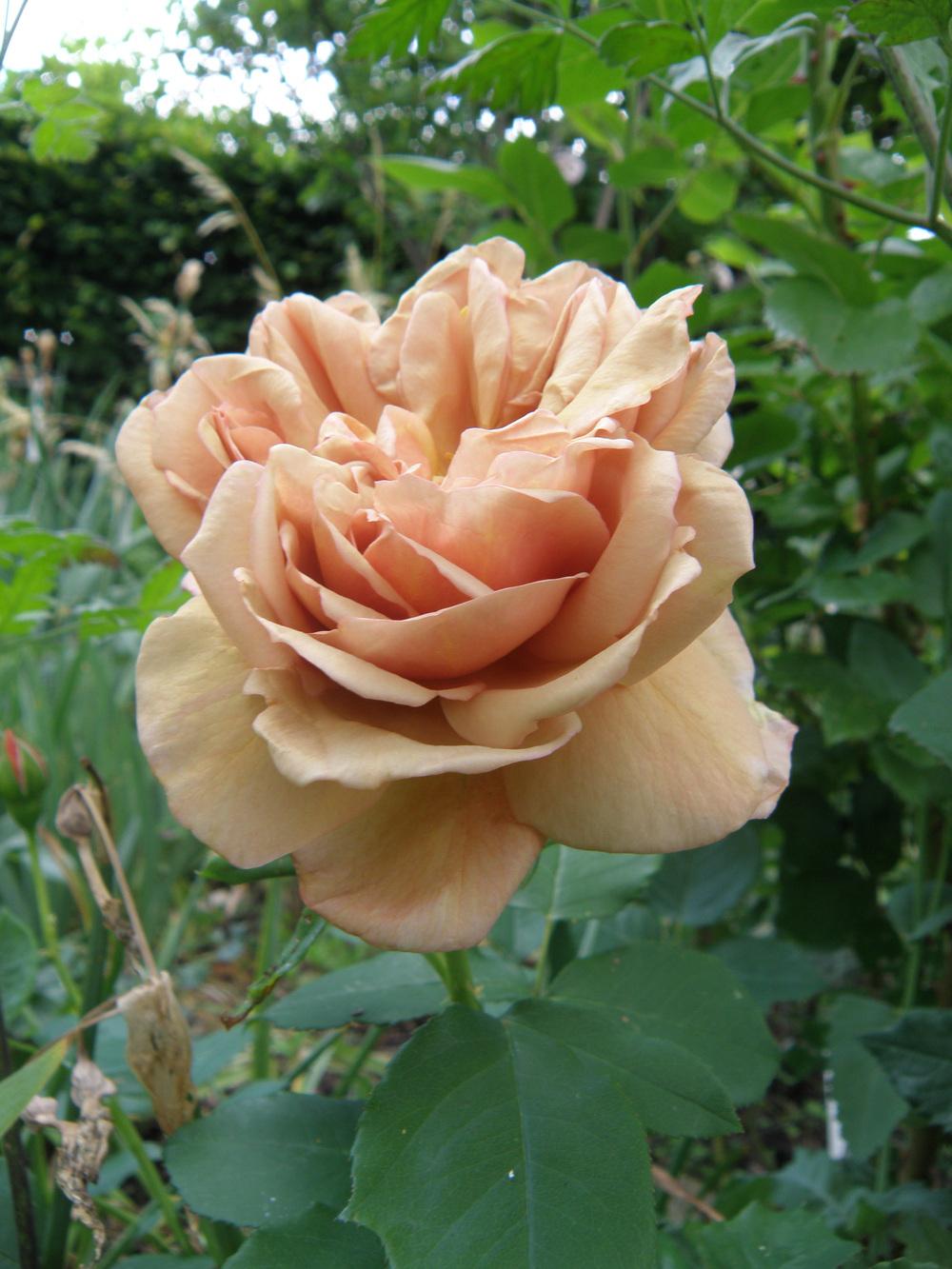 Photo of Floribunda Rose (Rosa 'Cafe') uploaded by IrisLilli