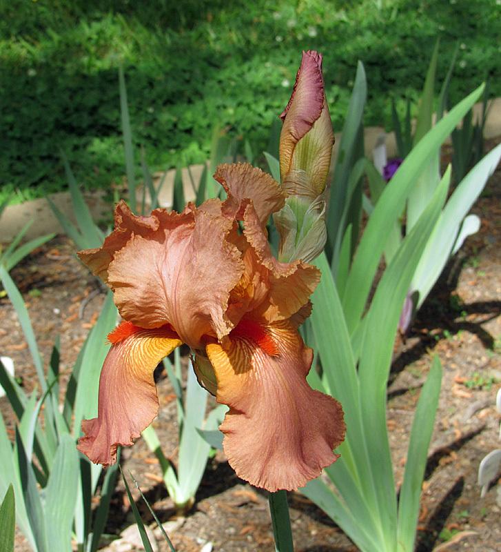 Photo of Tall Bearded Iris (Iris 'Palladium') uploaded by Lestv
