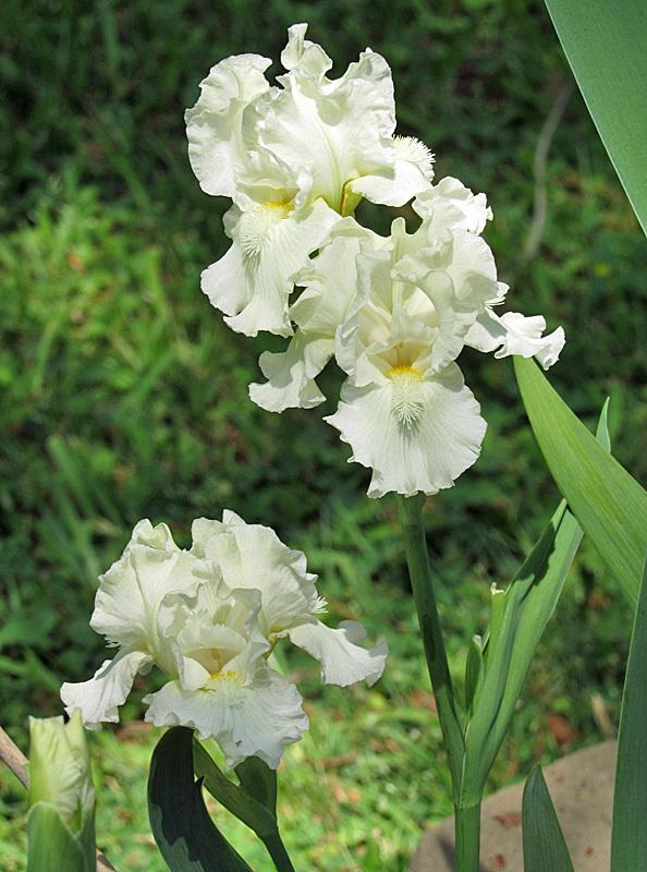 Photo of Intermediate Bearded Iris (Iris 'Jersey Cream') uploaded by Lestv