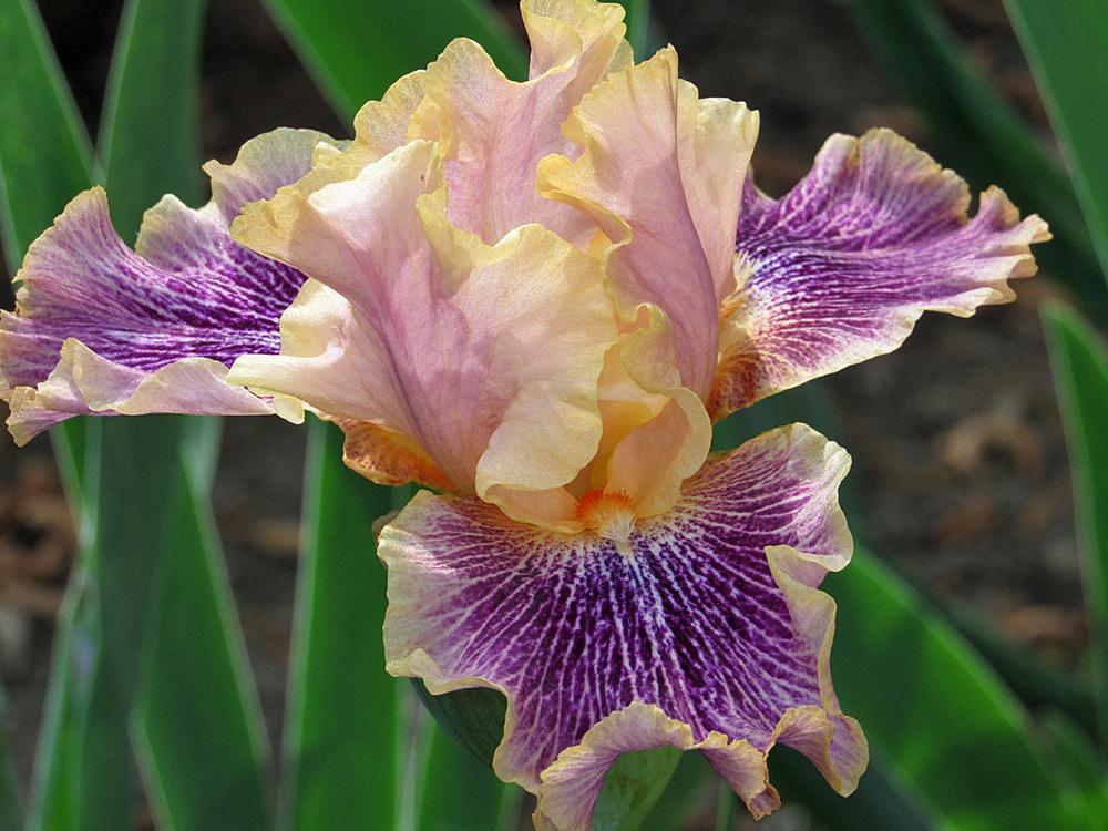 Photo of Tall Bearded Iris (Iris 'Flights of Fancy') uploaded by Lestv