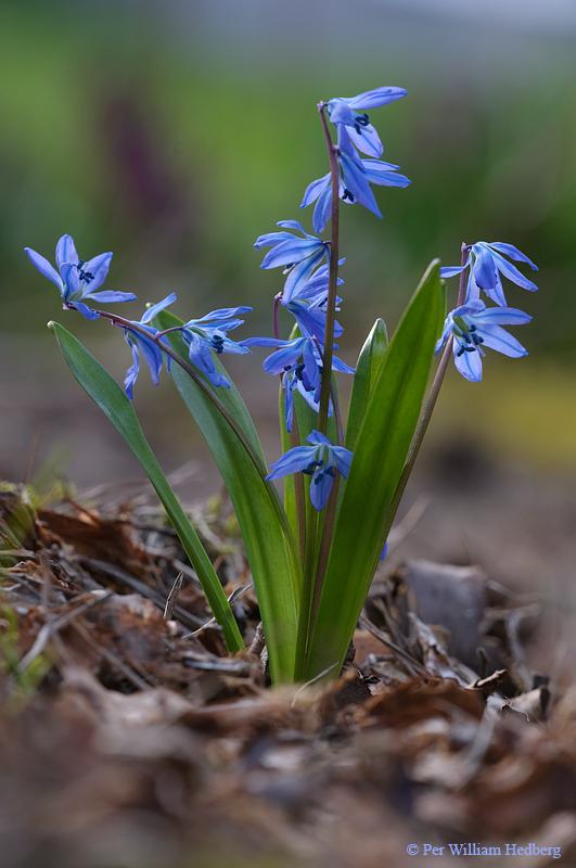 Photo of Siberian Squill (Scilla siberica) uploaded by William