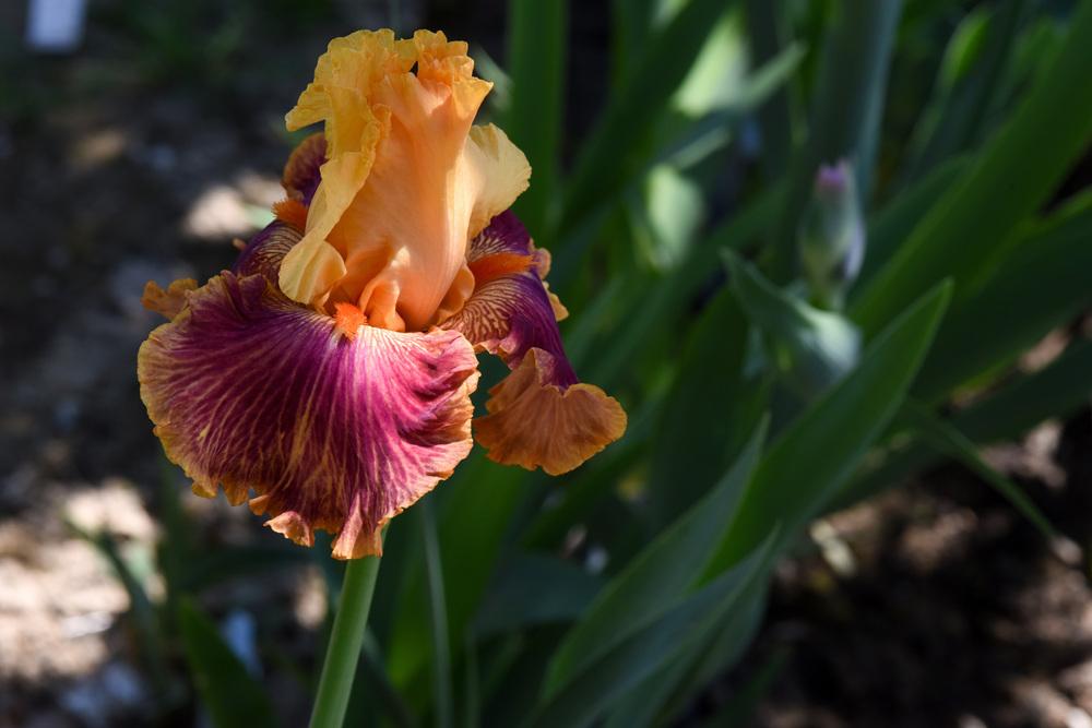 Photo of Tall Bearded Iris (Iris 'Bottle Rocket') uploaded by cliftoncat