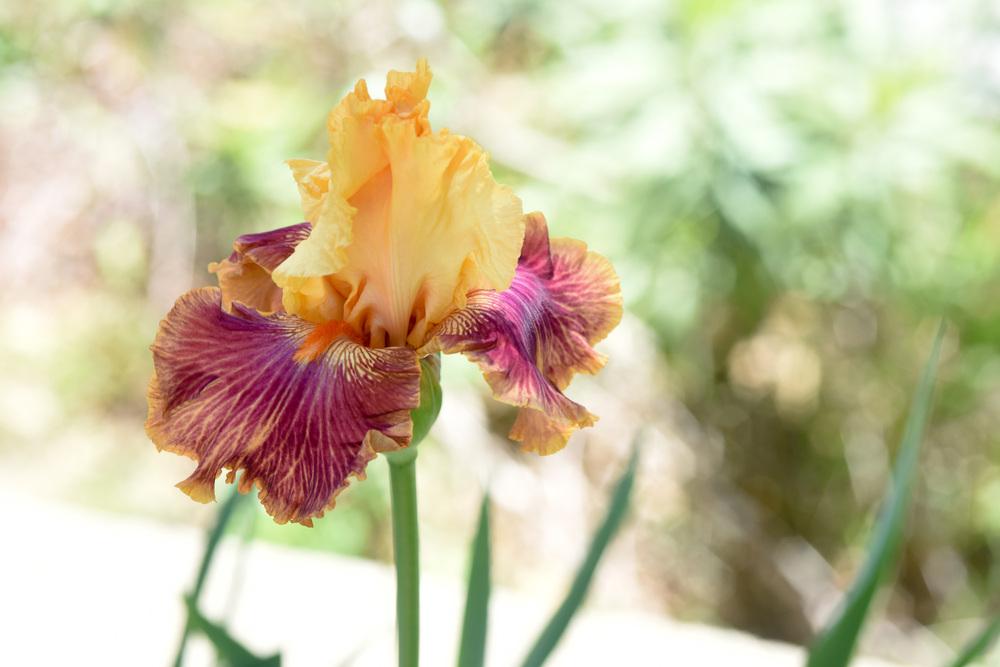 Photo of Tall Bearded Iris (Iris 'Bottle Rocket') uploaded by cliftoncat