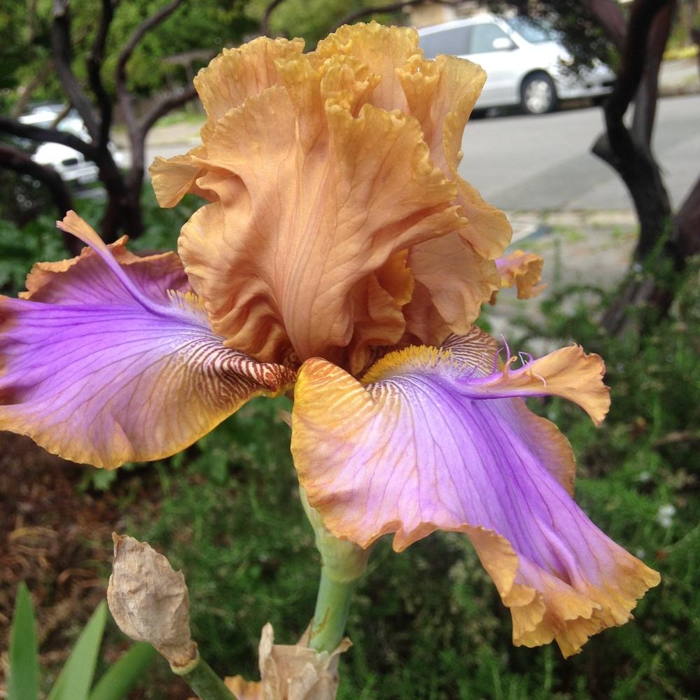 Photo of Tall Bearded Iris (Iris 'Westpointer') uploaded by lilpod13