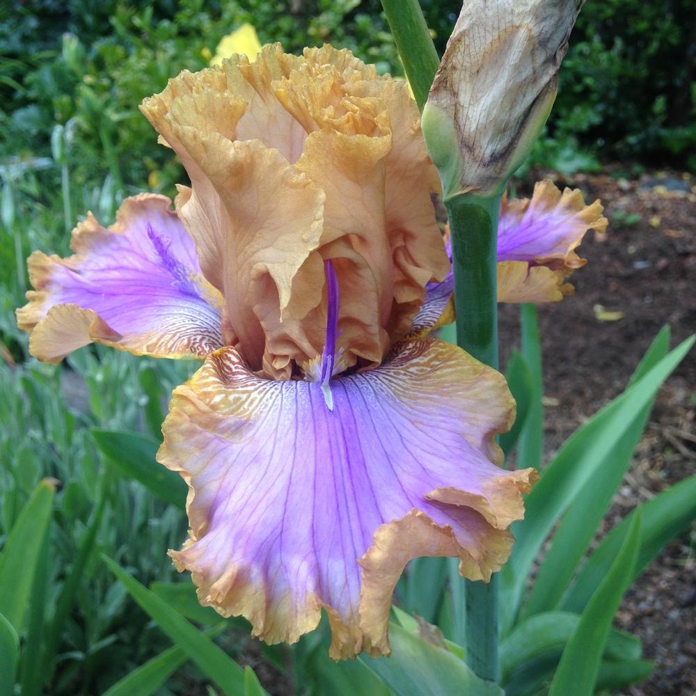 Photo of Tall Bearded Iris (Iris 'Westpointer') uploaded by lilpod13