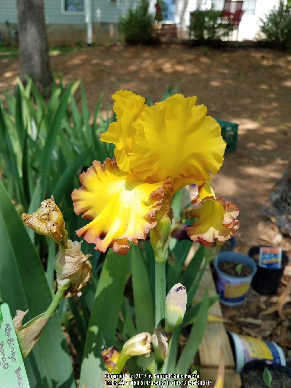 Photo of Tall Bearded Iris (Iris 'Rim of Fire') uploaded by Cuzz4short