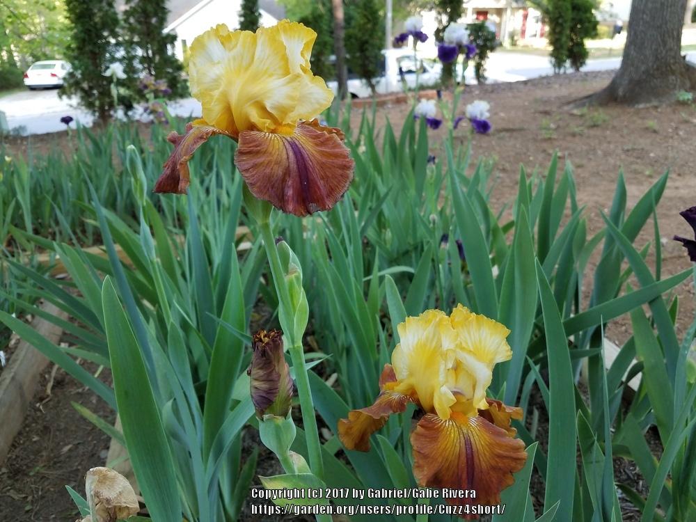 Photo of Tall Bearded Iris (Iris 'Mayan Mysteries') uploaded by Cuzz4short