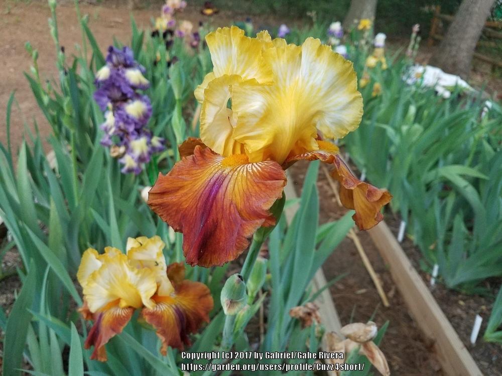 Photo of Tall Bearded Iris (Iris 'Mayan Mysteries') uploaded by Cuzz4short