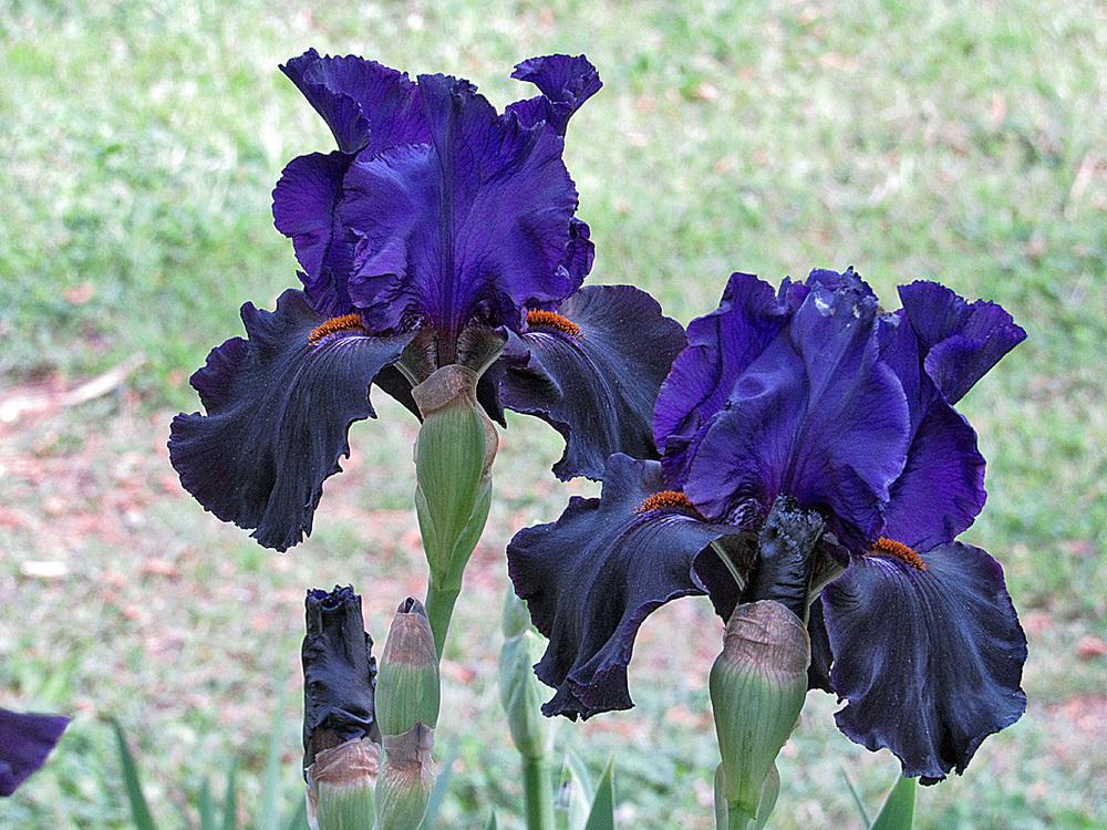 Photo of Tall Bearded Iris (Iris 'Blackbird Landing') uploaded by Lestv