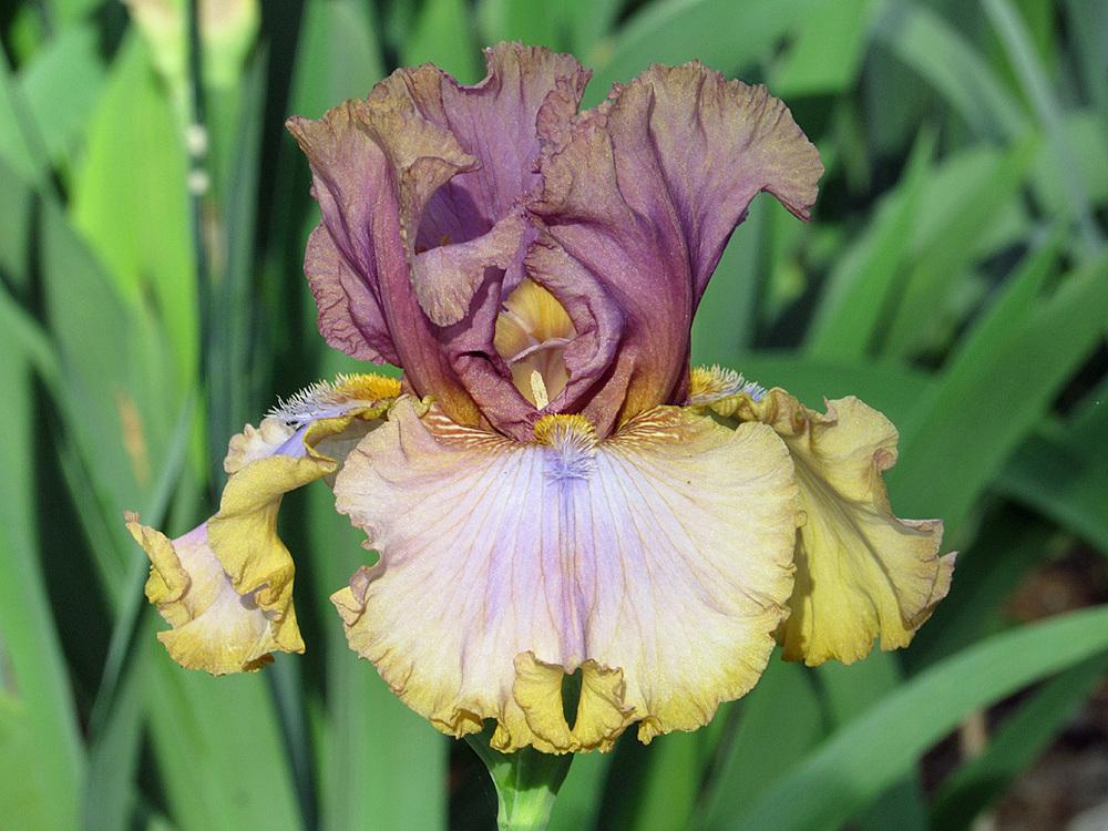 Photo of Tall Bearded Iris (Iris 'Skip a Beat') uploaded by Lestv