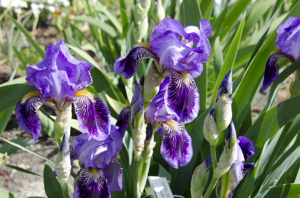 Photo of Tall Bearded Iris (Iris 'Monsignor') uploaded by Mikey