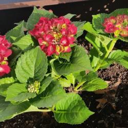 Location: Riverhead, NY
Date: 2017-04-16
Red Hot Hydrangea new purchase, baby plant