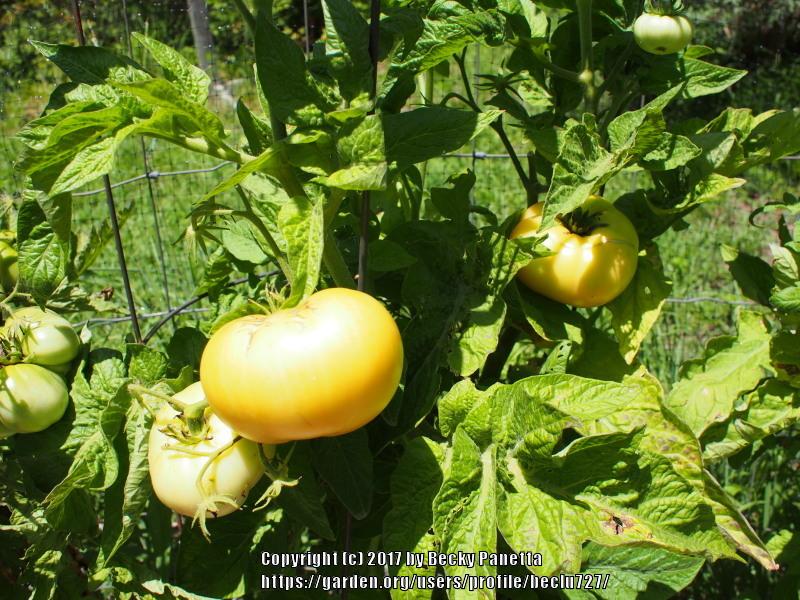 Photo of Tomato (Solanum lycopersicum 'Dwarf Orange Cream') uploaded by beclu727