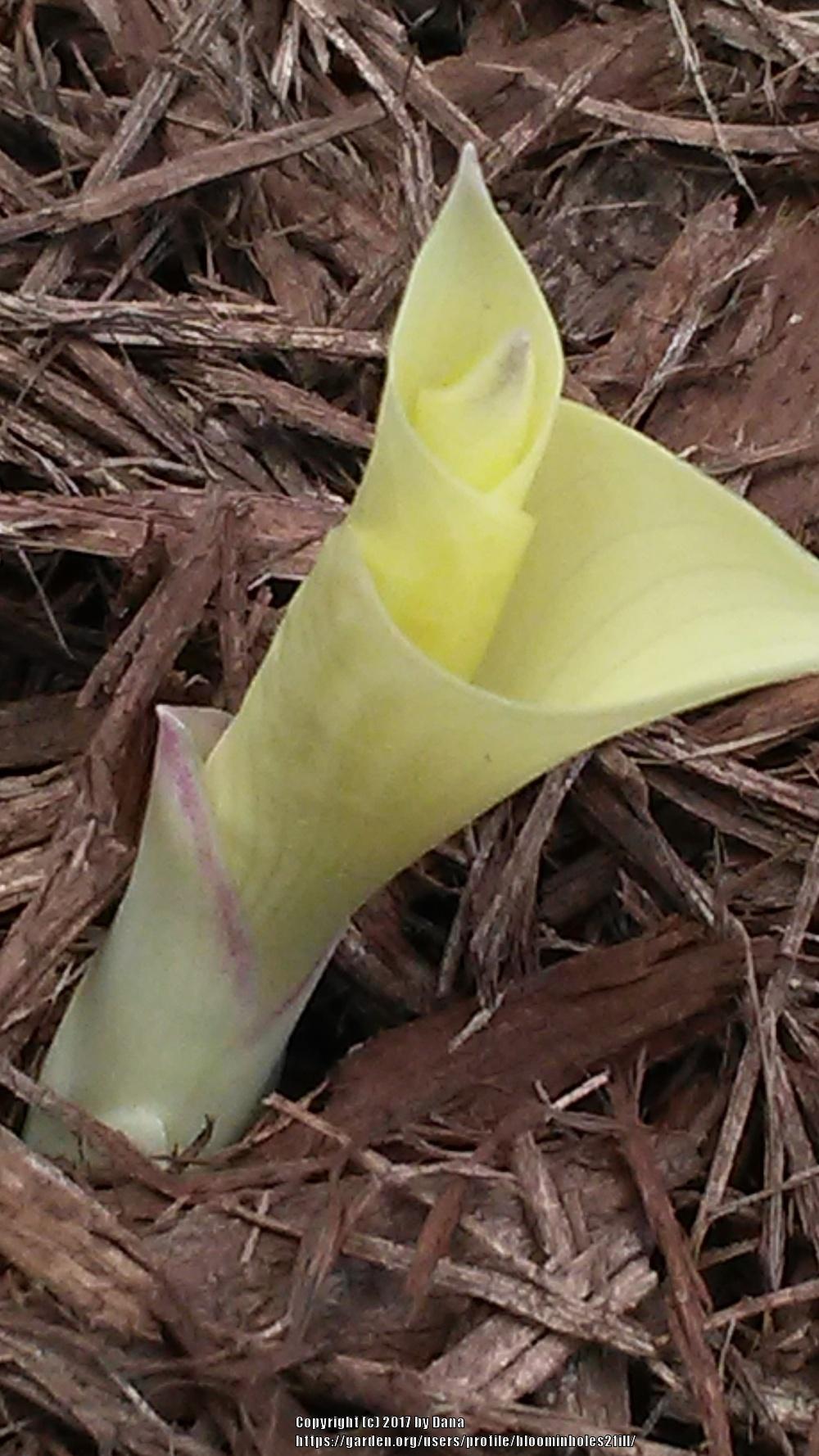 Photo of Hosta 'White Feather' uploaded by bloominholes2fill