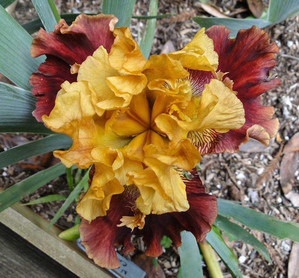 Photo of Tall Bearded Iris (Iris 'Navajo Code') uploaded by golden_goddess