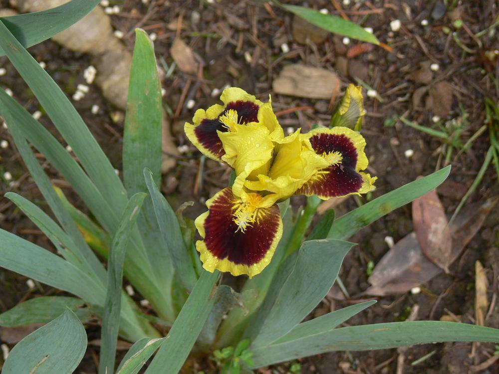 Photo of Standard Dwarf Bearded Iris (Iris 'Ultimate') uploaded by janwax