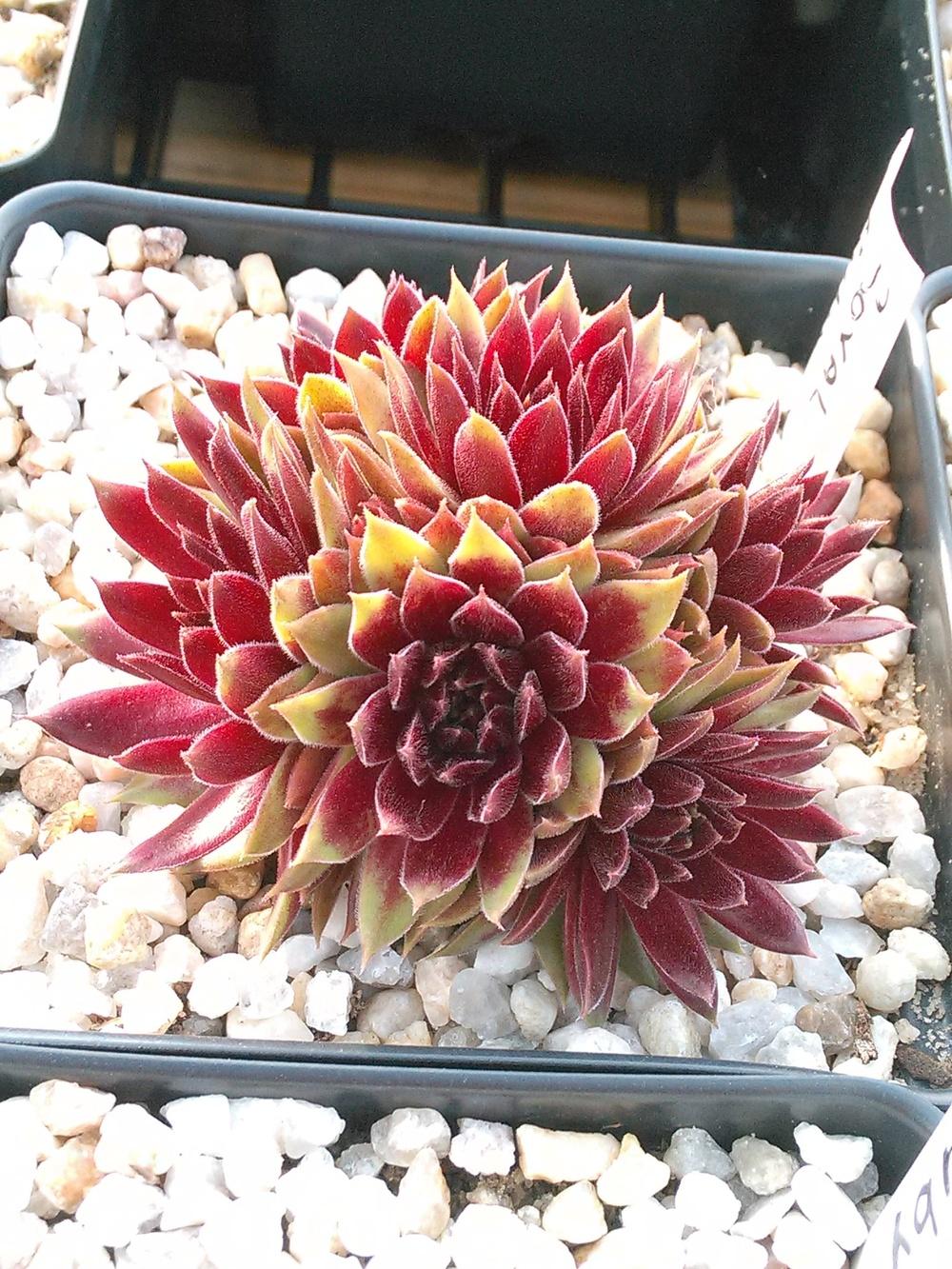 Photo of Hen and Chicks (Sempervivum 'Royal Ruby') uploaded by jkbingh