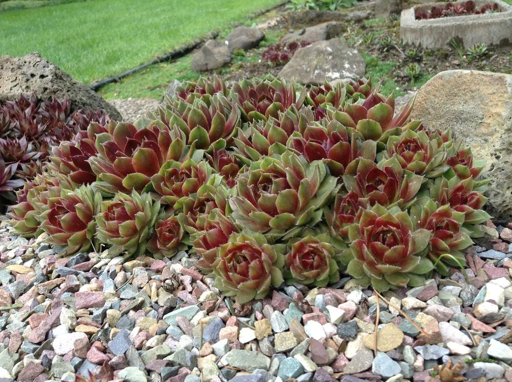 Photo of Hen and chicks (Sempervivum 'More Honey') uploaded by tcstoehr
