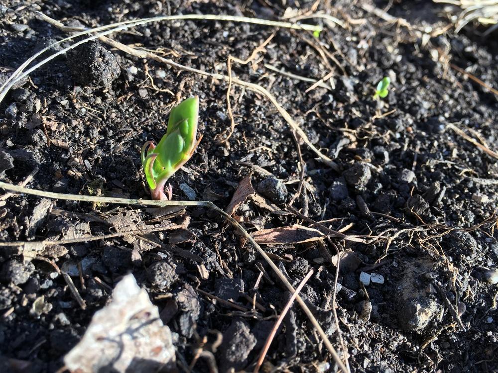 Photo of Sugar Snap Pea (Lathyrus oleraceus 'Sugar Magnolia') uploaded by Anderwood