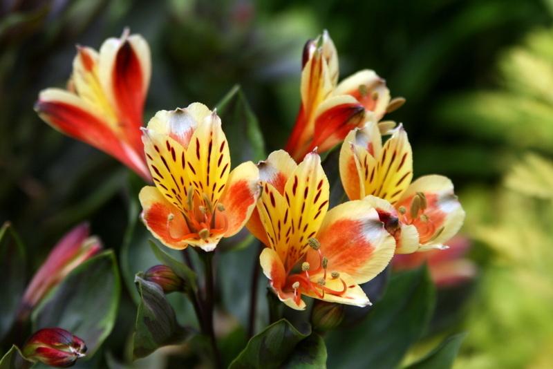 Photo of Peruvian Lily (Alstroemeria Inticancha® Summer Breeze) uploaded by Calif_Sue