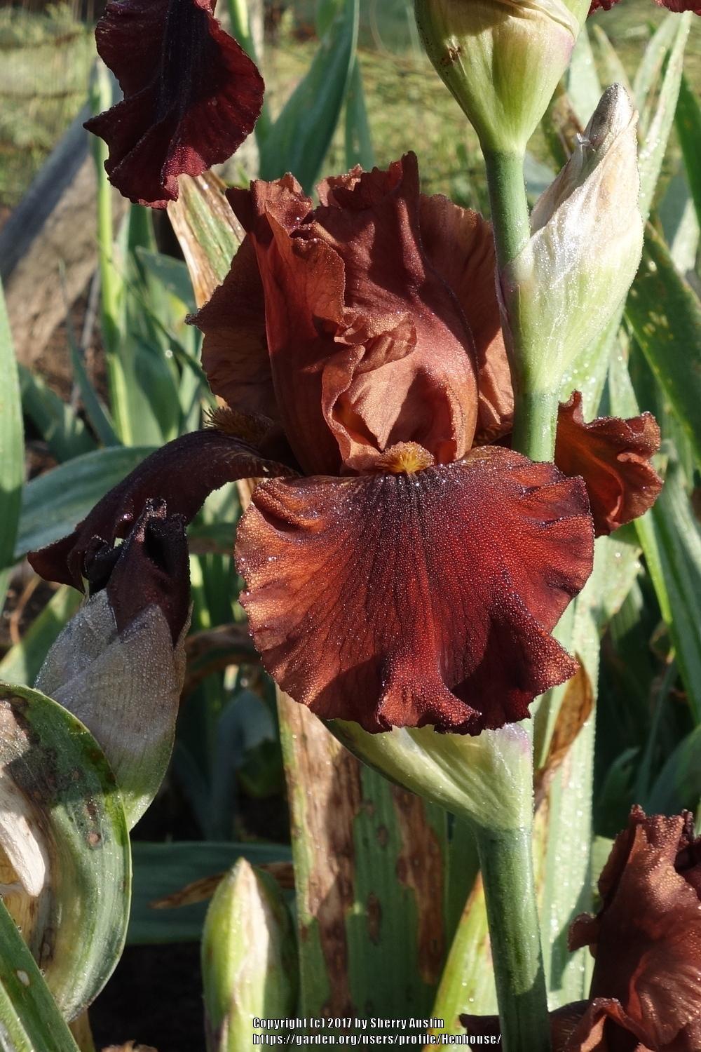 Photo of Tall Bearded Iris (Iris 'Chocolate Ecstasy') uploaded by Henhouse