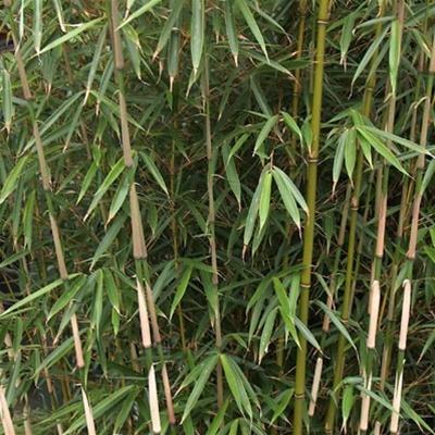 Photo of Qingchuan Arrow Bamboo (Fargesia rufa) uploaded by Lalambchop1