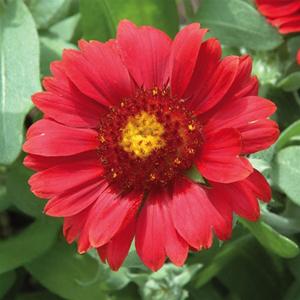 Photo of Blanket Flower (Gaillardia Gallo® Red) uploaded by Lalambchop1