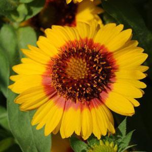 Photo of Blanket Flower (Gaillardia Mesa™ Bright Bicolor) uploaded by Lalambchop1