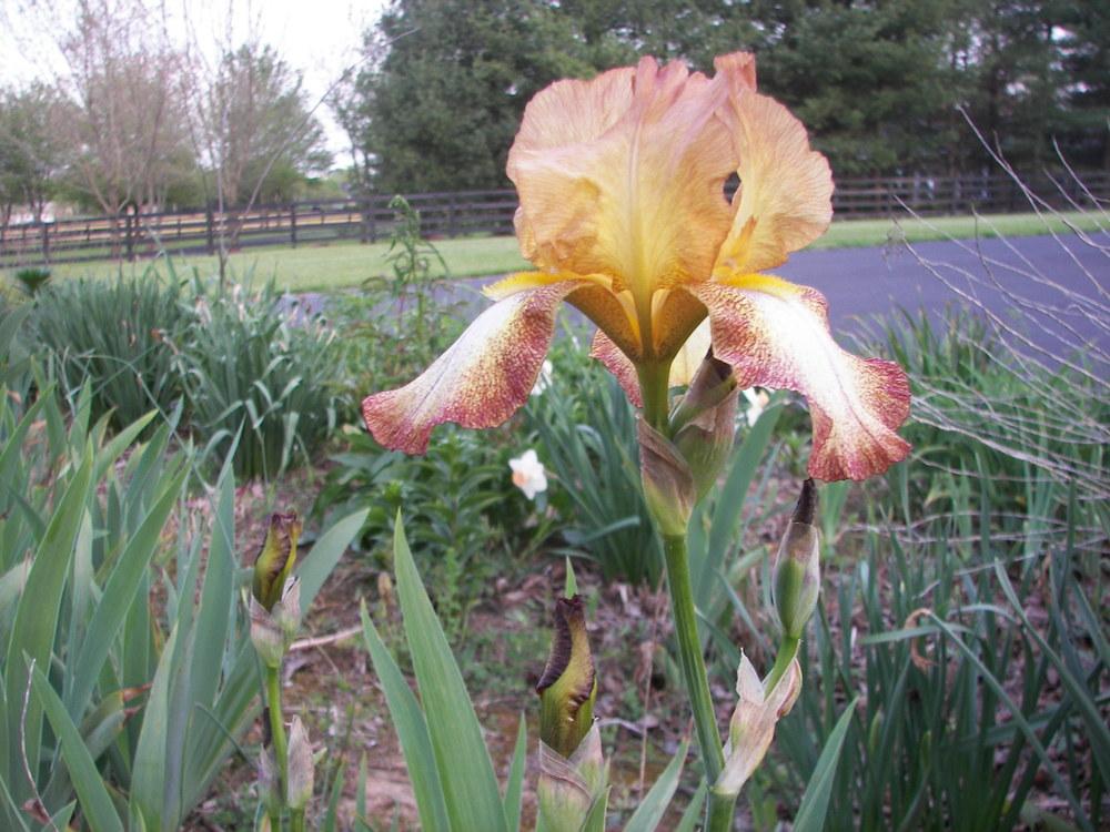 Photo of Tall Bearded Iris (Iris 'Belvi Queen') uploaded by alilyfan