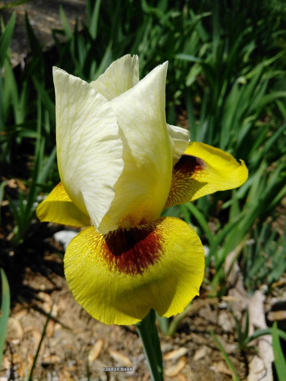 Photo of Arilbred Iris (Iris 'Burra Sahib') uploaded by arilbred
