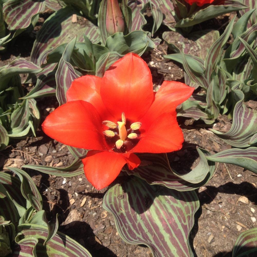 Photo of Greigii Tulip (Tulipa greigii 'Red Riding Hood') uploaded by csandt