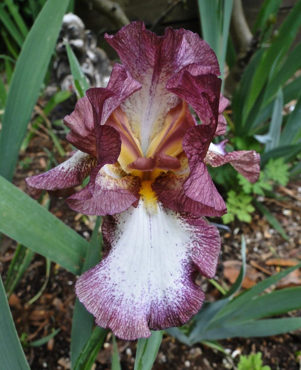 Photo of Tall Bearded Iris (Iris 'Crinoline') uploaded by golden_goddess