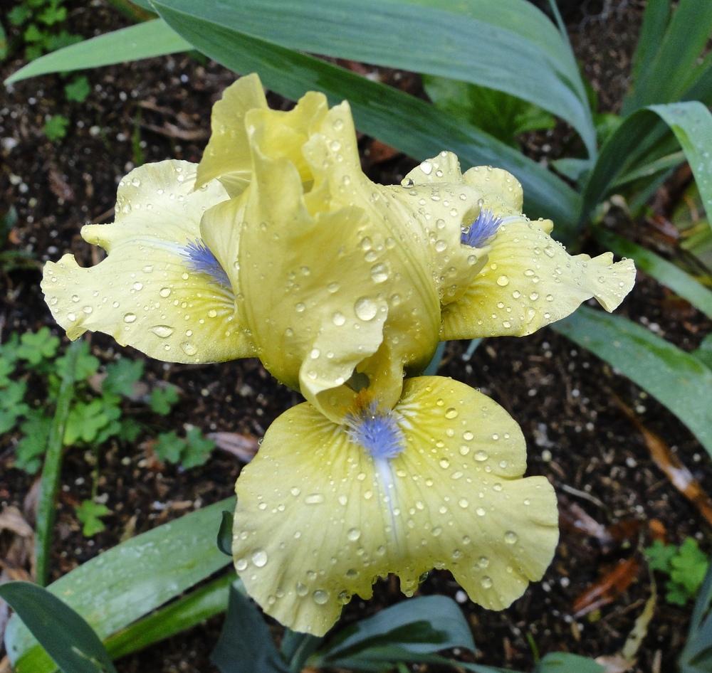 Photo of Intermediate Bearded Iris (Iris 'Blue Eyed Blond') uploaded by golden_goddess