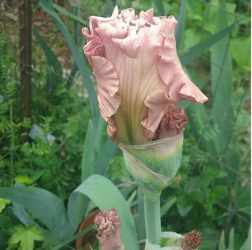 Photo of Tall Bearded Iris (Iris 'Emblematic') uploaded by grannysgarden