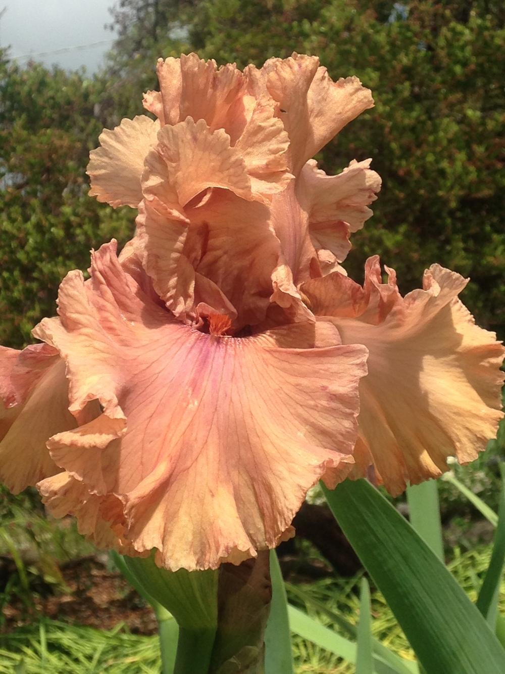 Photo of Tall Bearded Iris (Iris 'Buongiorno') uploaded by lilpod13