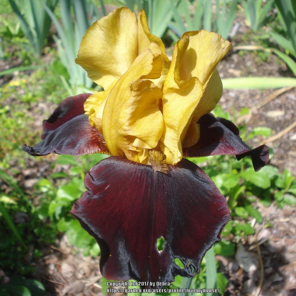 Photo of Tall Bearded Iris (Iris 'Smart Aleck') uploaded by lovemyhouse