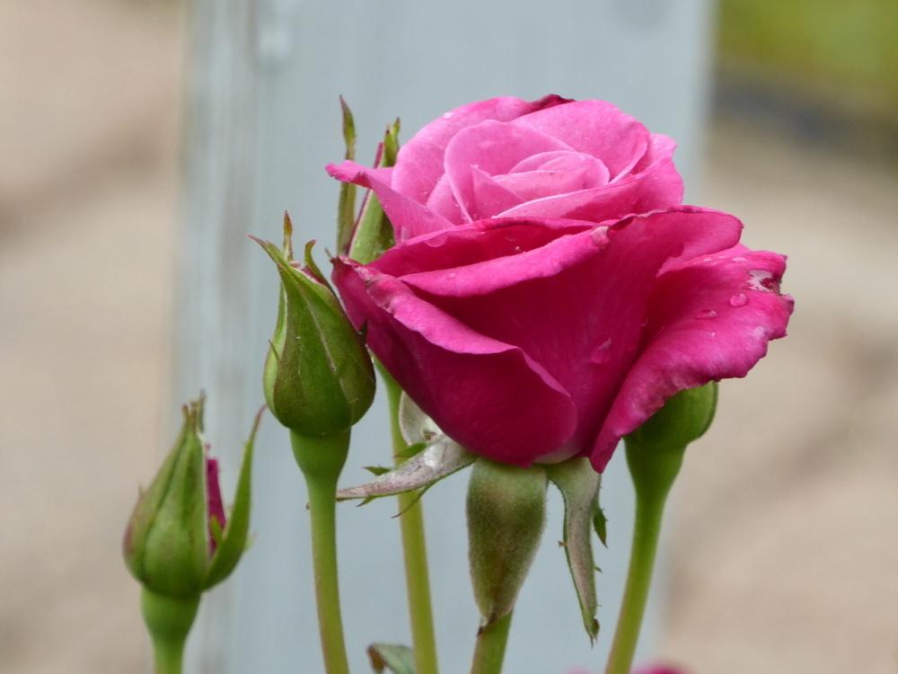 Photo of Rose (Rosa 'Deja Blu') uploaded by wildflowers