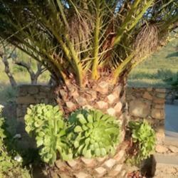 Location: Baja California
Date: 2017-04-11
Growing on a palm tree