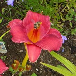 Location: Nora's Garden - Castlegar, B.C.
Date: 2015-07-11
 8:37 am. Despite the Bee(?) being there, this photo nicely shows